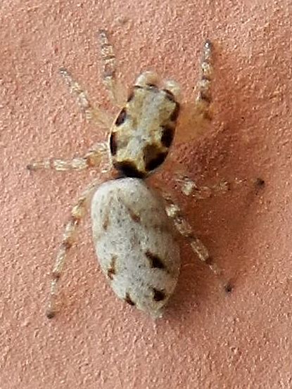 Salticus mutabilis,  femmina  - Venezia Lido